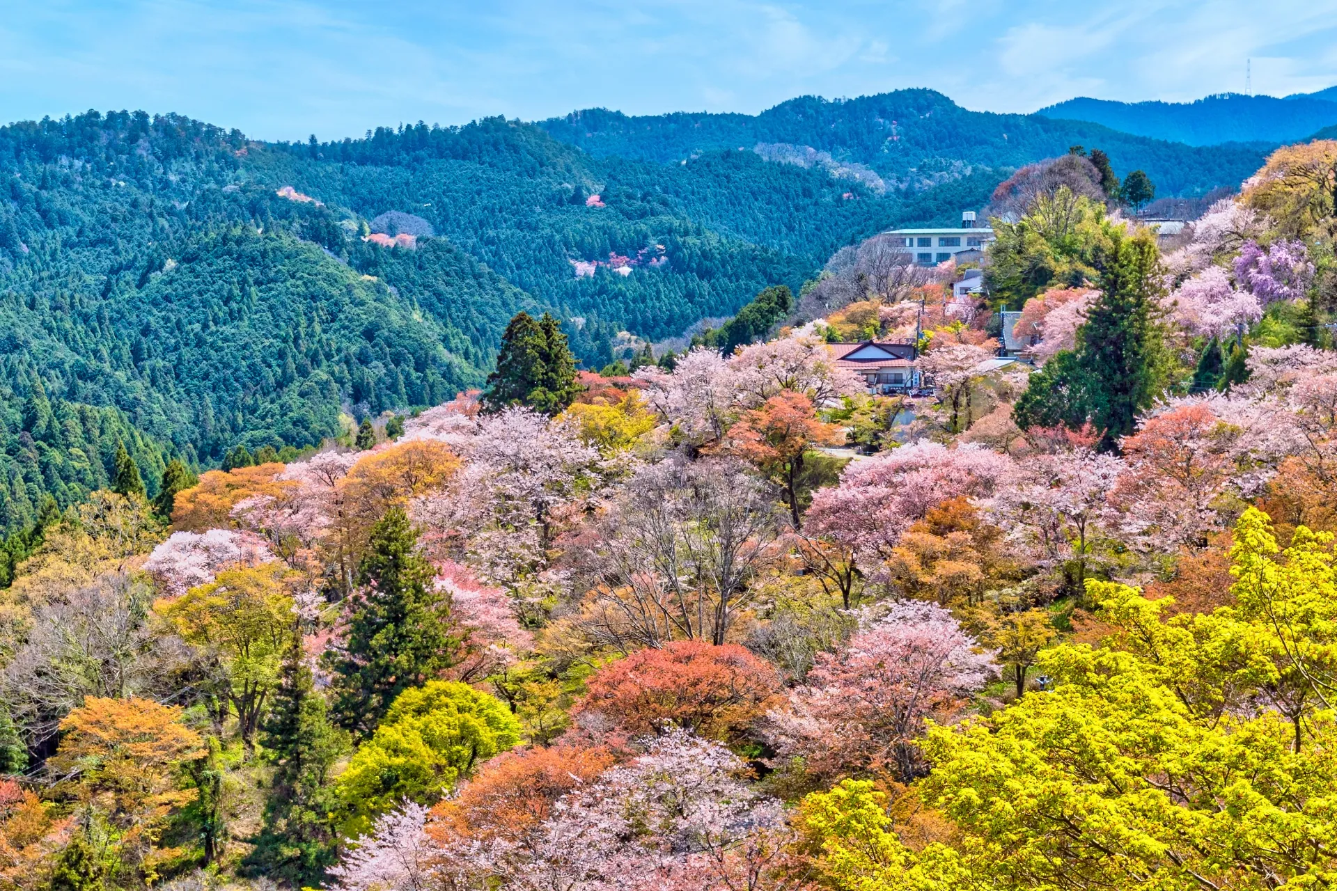 吉野山