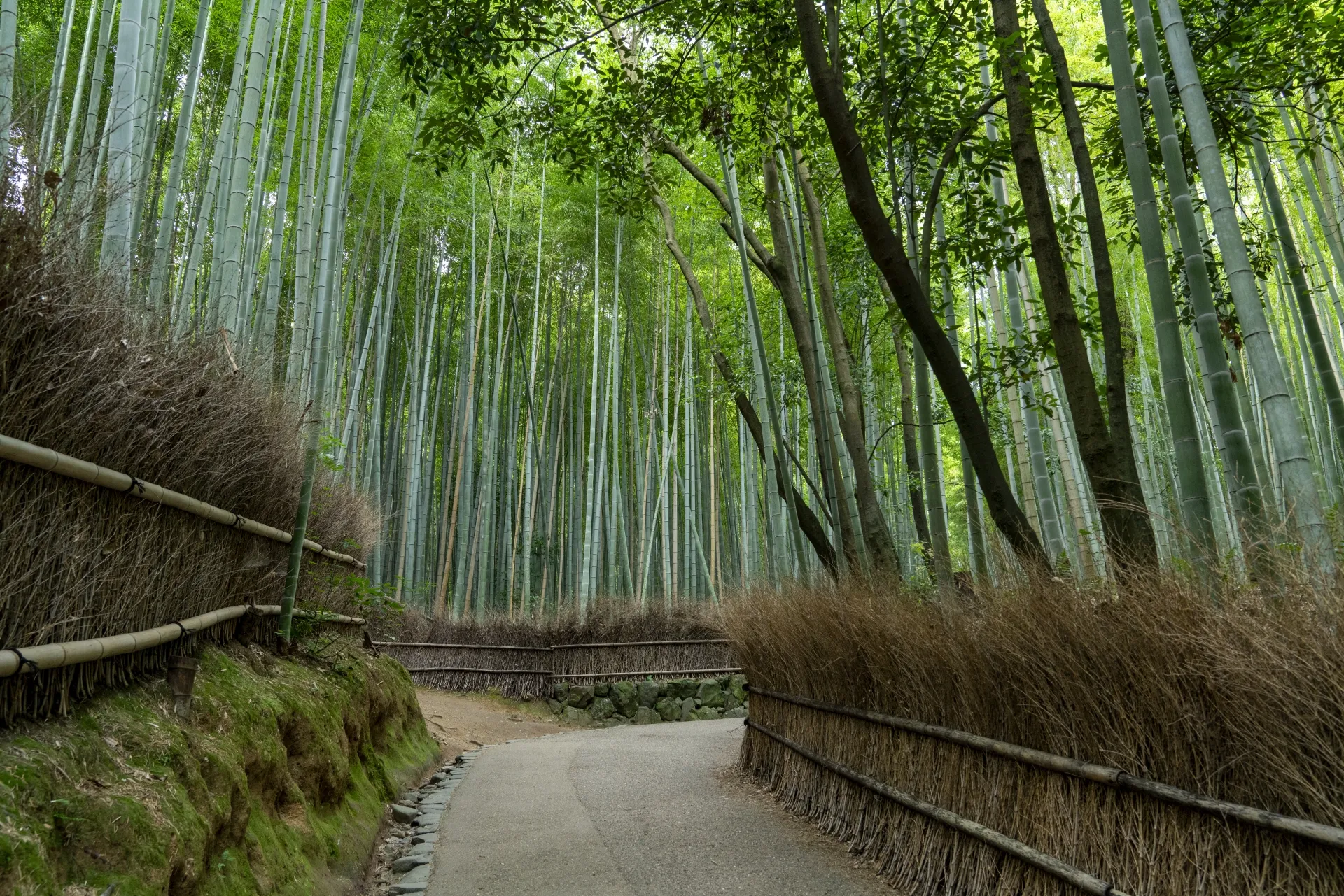 嵐山