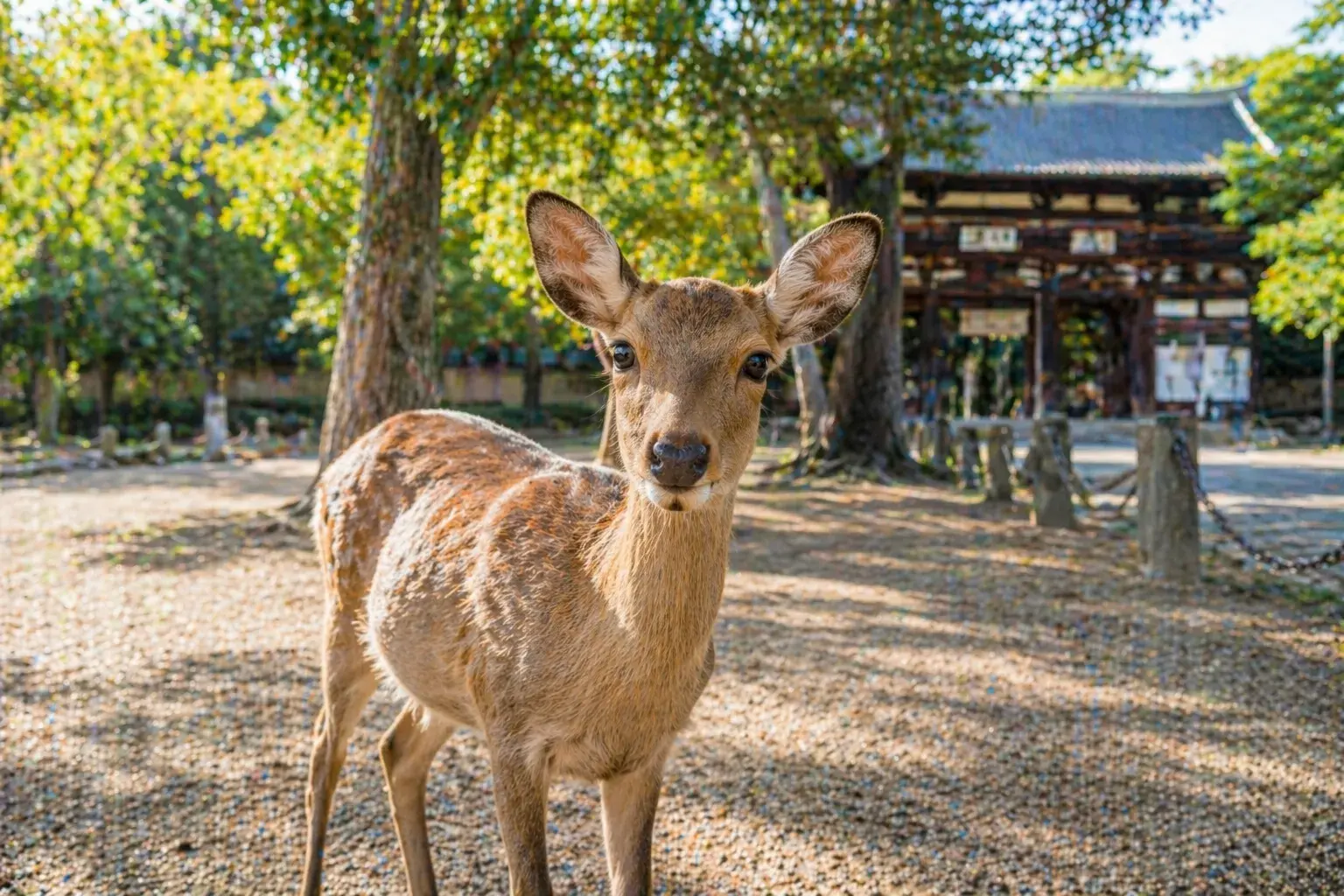 奈良の鹿と遊ぼう！安全な楽しみ方ガイド